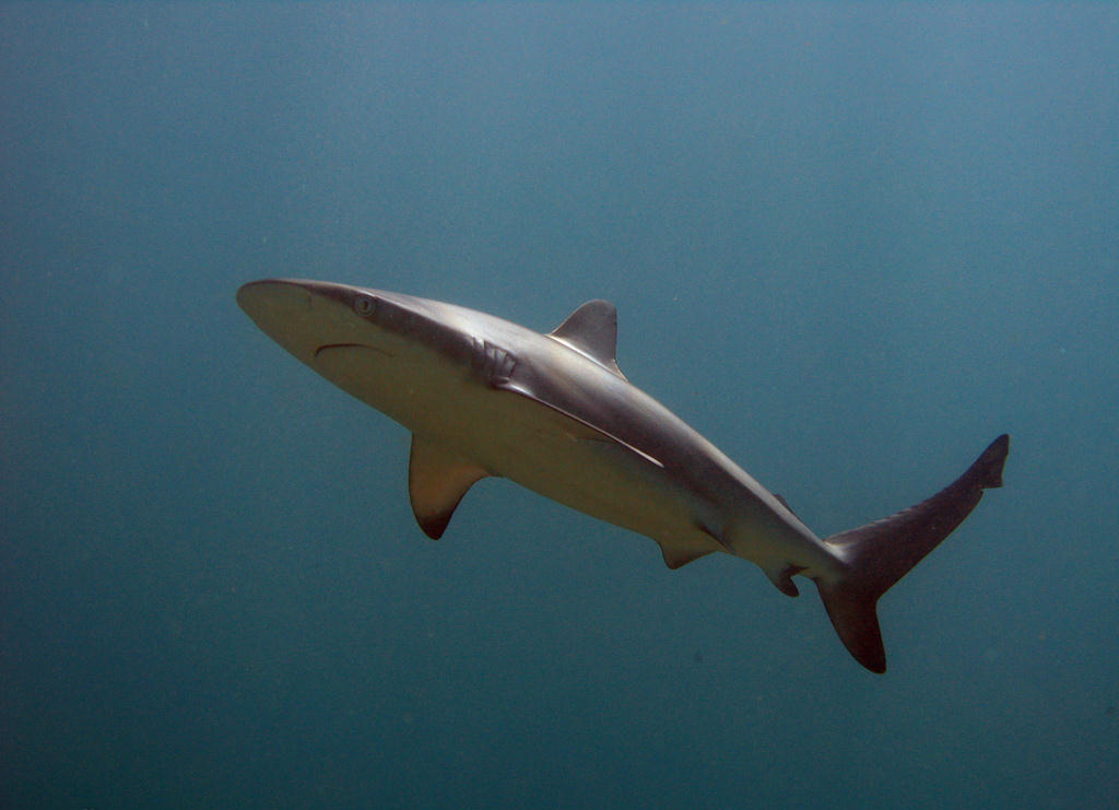 Carcharhinus obscurus (Squalo bruno)